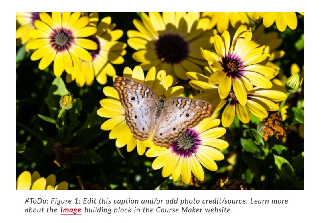 Image full width includes a caption
