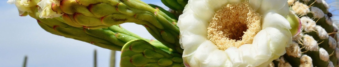 closeup shot of a cactus flower