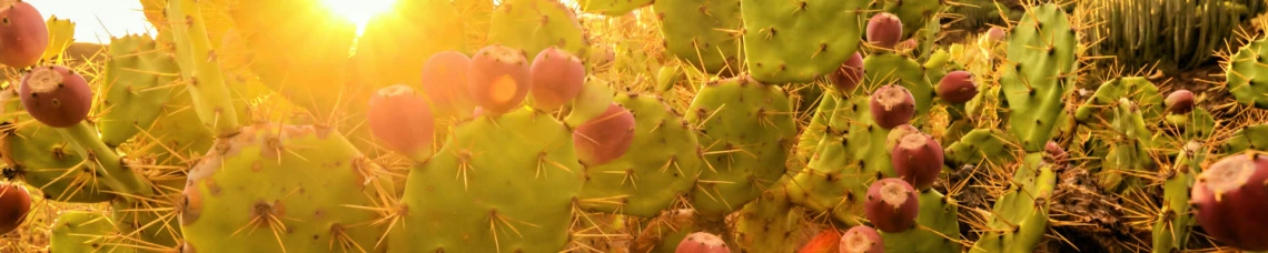 prickly pear cactus with sun in the background