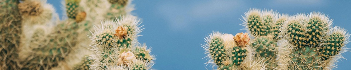 cactus in a sky blue background