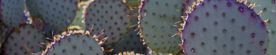 close up shot of prickly pear cactus