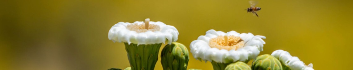 close up shot of desert cacti with a bee flying above it