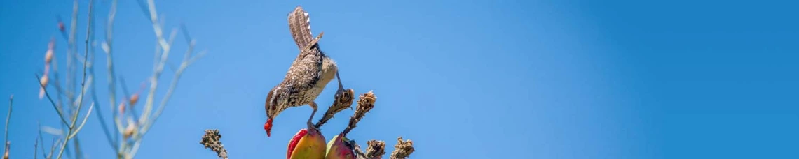 Nature Banner Theme