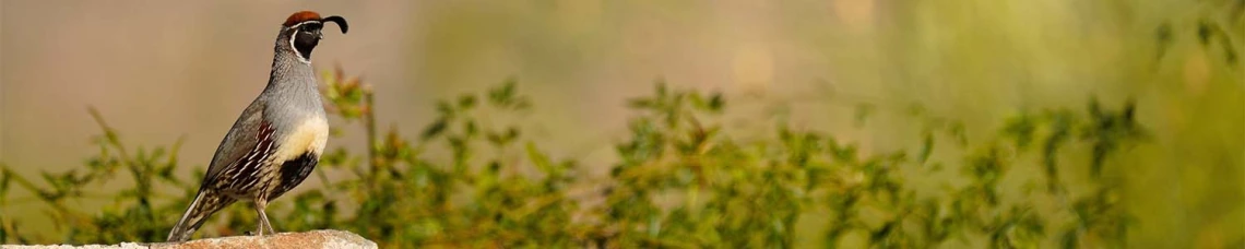 Nature Banner Theme