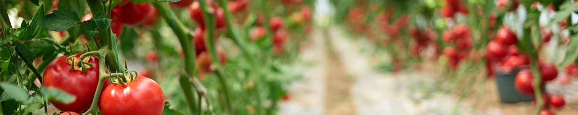 Close-up of tomato farm
