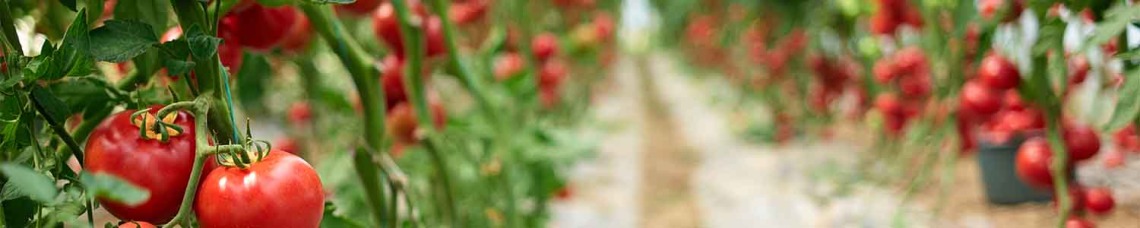 Close-up of tomato farm