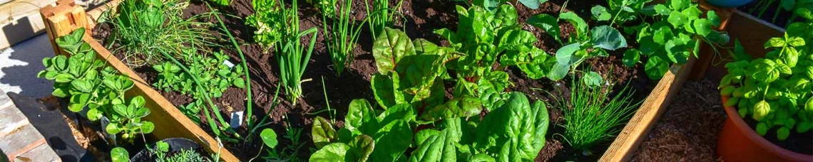 Community garden