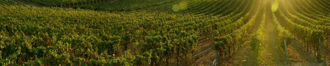 Grape farm